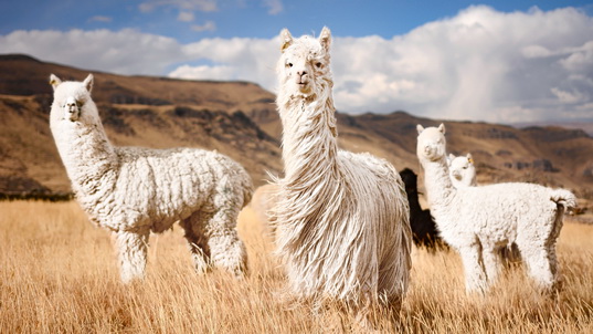 Peruvian alpaca stands out at showcase events and on catwalks around the world